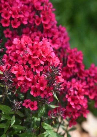 PHLOX paniculata Red